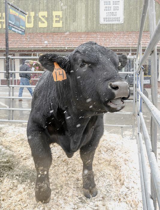 This bull from Varilek Angus, of Geddes, SD, seemed to enjoy the festivities. See more photos on page 8.